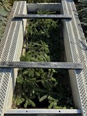 Trenskow fremhæver naturlige begravelsesmetoder på Nøvling Kirkegård