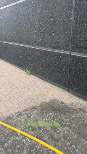 opslagsbillede