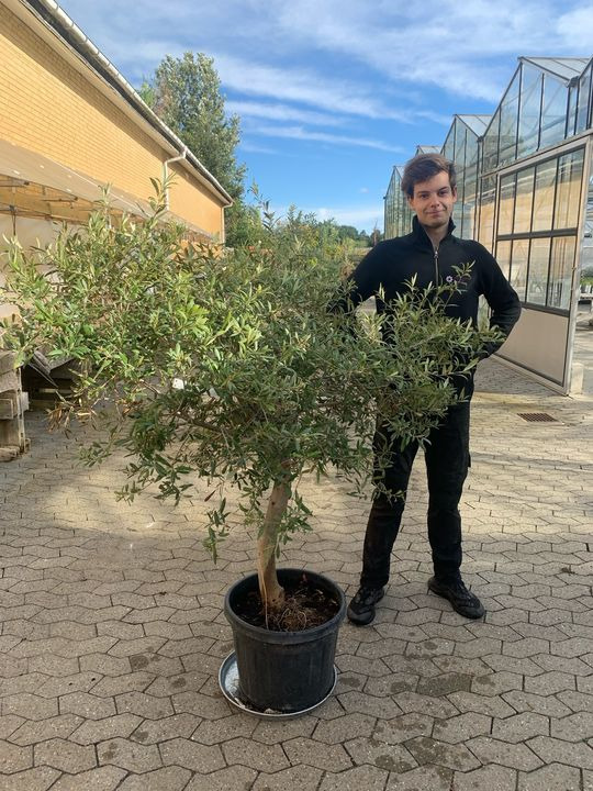 Opdatér dig her: Det nyeste fra Brønderslev