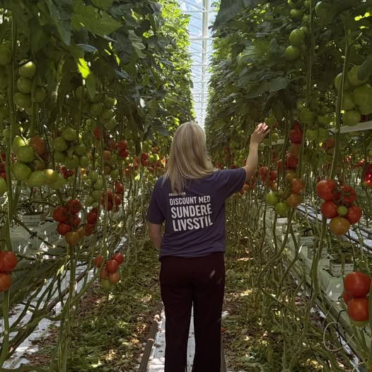 Rema 1000 Sindal sætter fokus på økologiske danske tomater fra Nordic Greens til 20 kr.