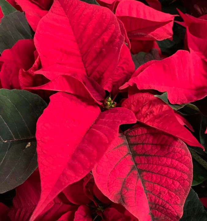 Opdatér dig her: Det nyeste fra Brønderslev