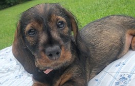 Træn din hund til at være alene hjemme: Gode tips fra Kjellerup Dyreklinik