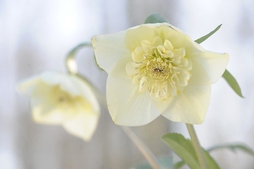 Aftensang "Filip Faber style"