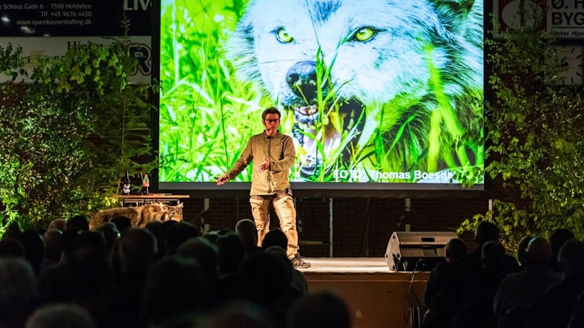 Foredrag om ulve: Få indsigt i ulvens rolle i Danmark