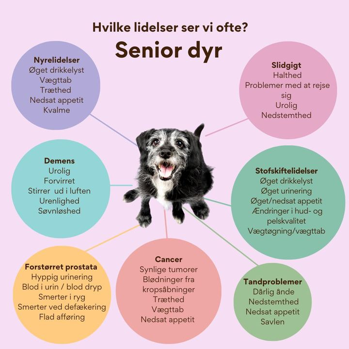 Center Dyreklinik lancerer Senior September: Spar 15 % på vigtige sundhedstjek for ældre kæledyr hele måneden