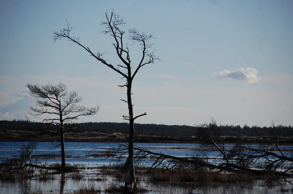 Oplev Nationalpark Thy på hyggelige gåture