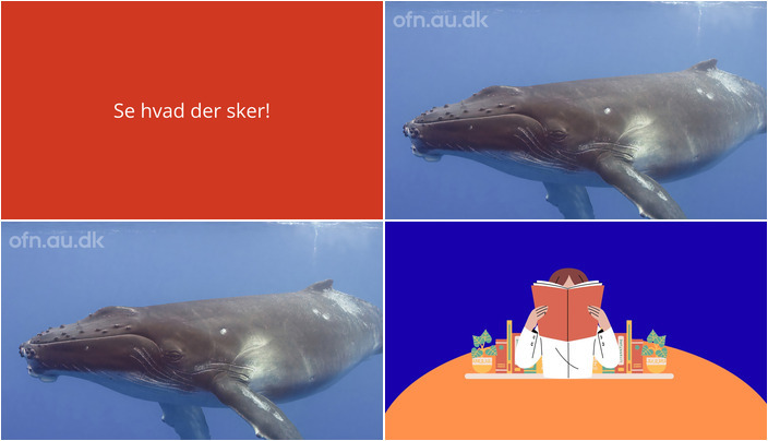 Udforskning af hvaler og litterære samtaler: Hvad sker der i Hjortshøj i denne uge?