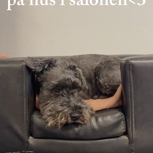 Opslagsbillede