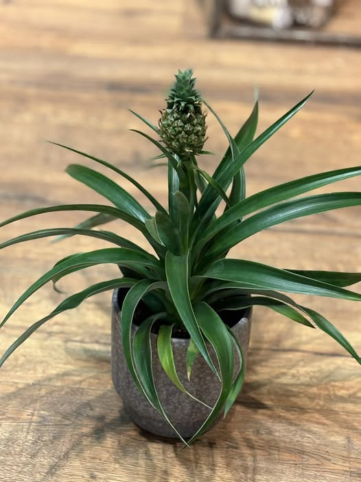 Midtjysk Gartnerhal præsenterer den perfekte mandelgave: anti-snorke-planten