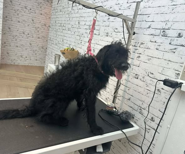 AH Hundesalon fremhæver pelstrimning af unik blandingshund