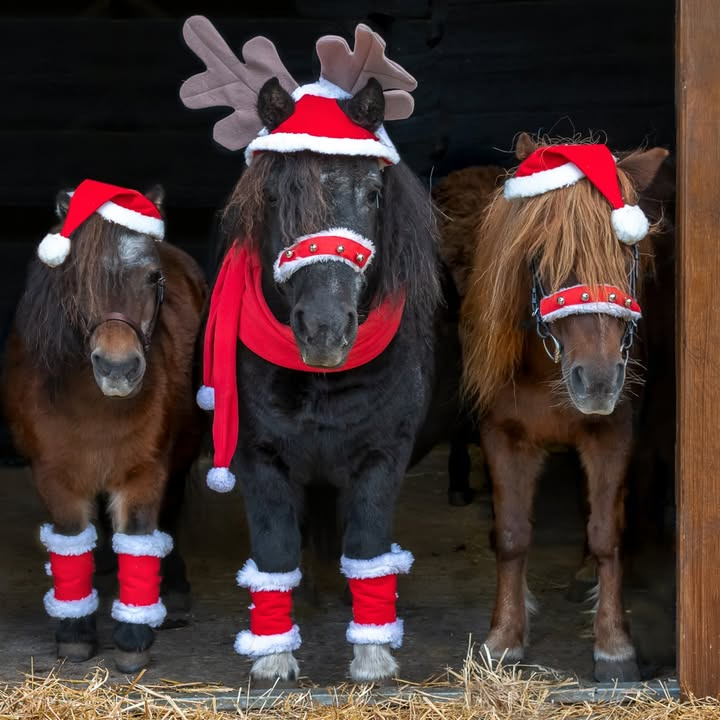 HESCA annoncerer åbent hus hver weekend i december for julegaveshopping