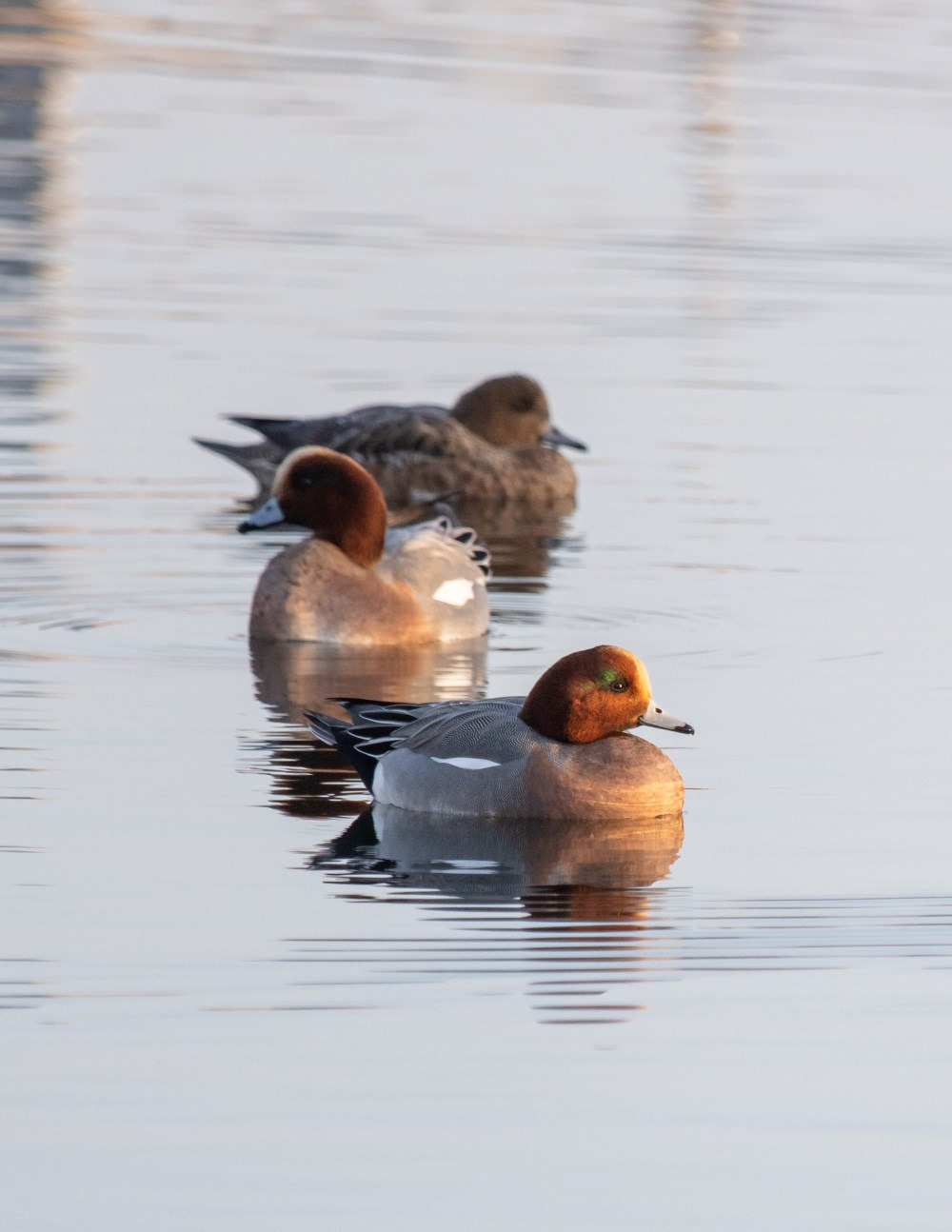 Oplev vinterens fugleliv ved Roskilde Fjord