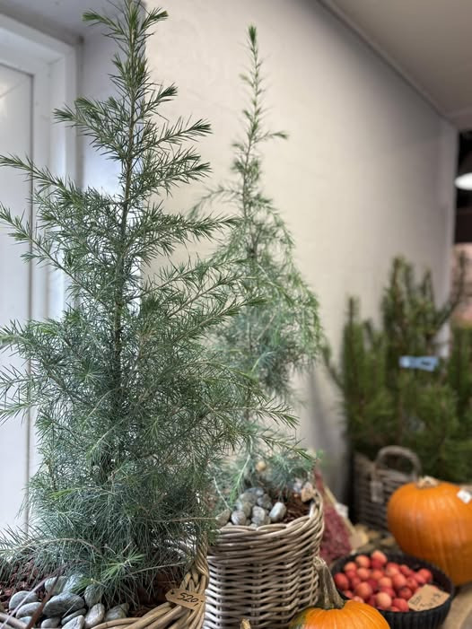 Himalaya Ceder på tilbud hos Midtjydsk Gartnerhal