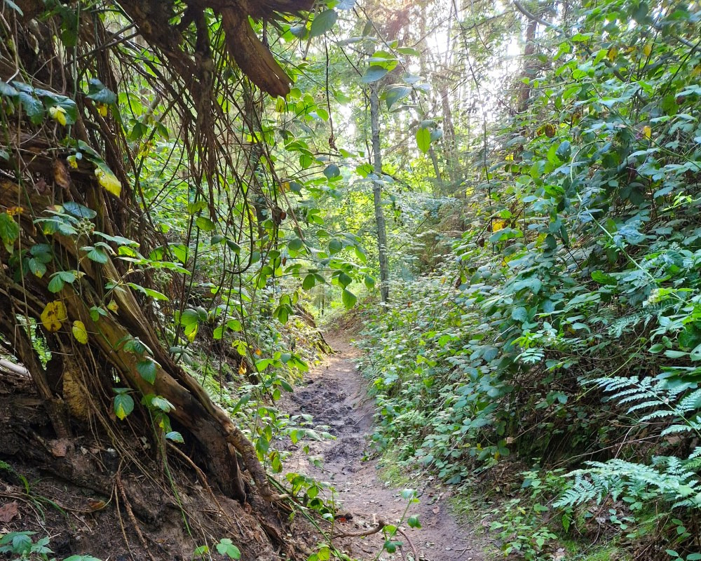 Boost din sundhed med sansevandring i Mols Bjerge