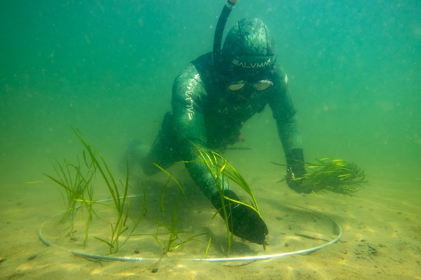 Frivillige planter ålegræs i fjorden
