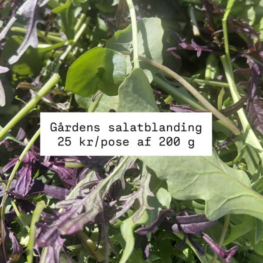 Rishøjgård Gårdbutik og Jordbrug annoncerer årets første høst af populær salatblanding