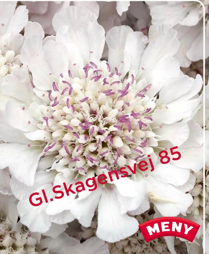 MENY Gl. Skagensvej lancerer tilbud på Scabiosa Kudo White blomster til haveelskere