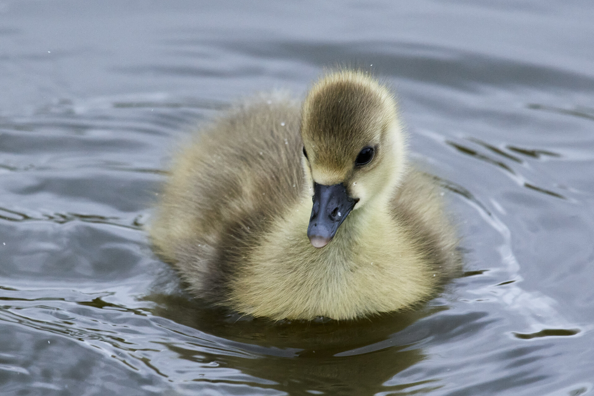 Oplev forårets fugleliv ved Gundsømagle Sø
