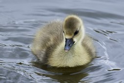 Oplev forårets fugleliv ved Gundsømagle Sø