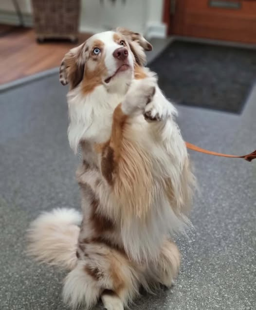 Brunder Dyrehospital ApS møder Australian Shepherd Apollo på Hej Visit i Aalborg