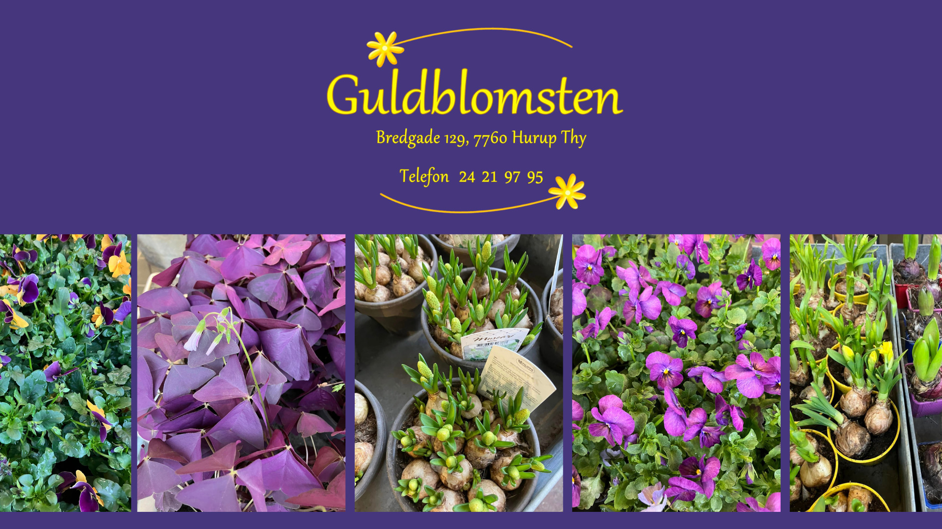 Guldblomsten bugner af forårsblomster 