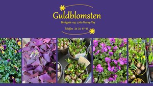 Guldblomsten bugner af forårsblomster