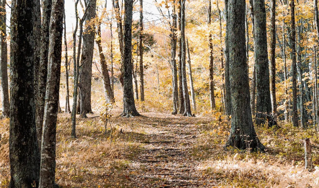 Udlejning af kommunale arealer til jagt