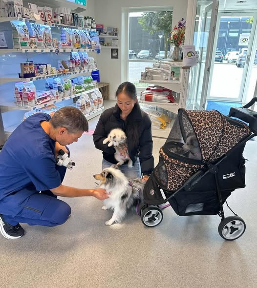 AniCura Dyrehospitalet City Syd har haft Sheltie-hvalpe til øjenundersøgelse hos Thomas