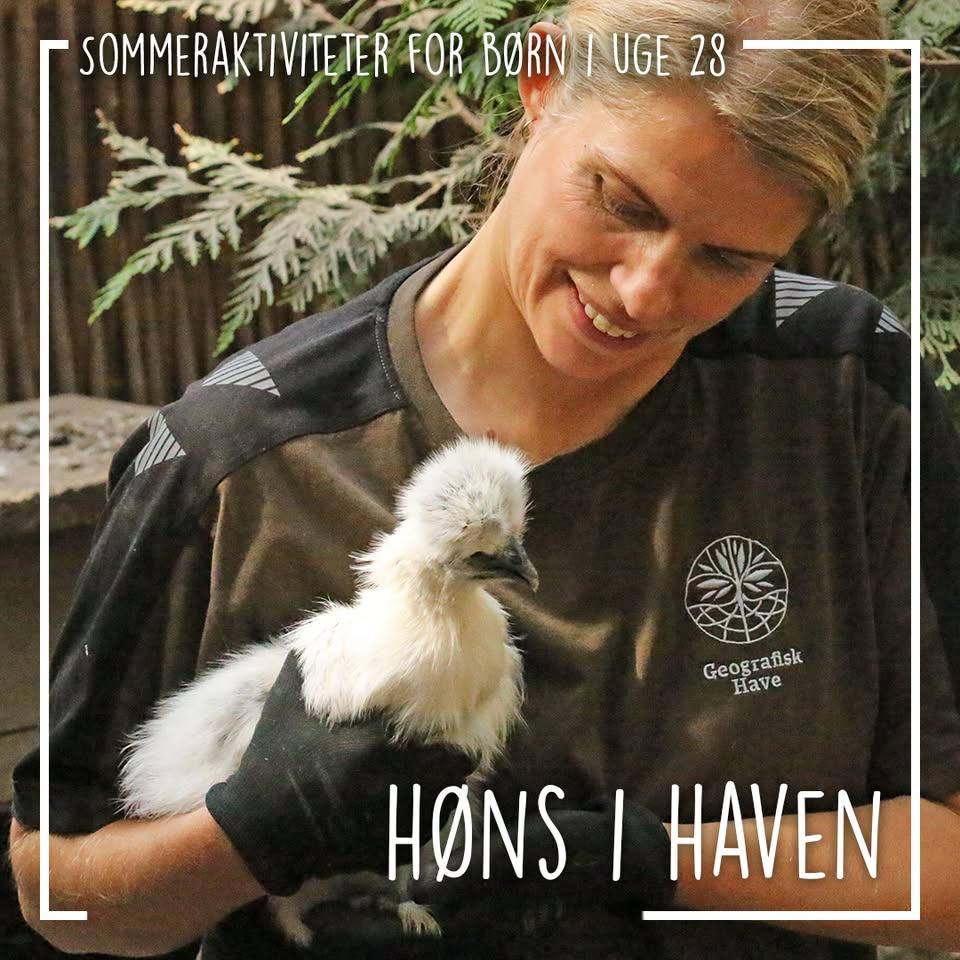 Høns i haven tester børns nysgerrighed i Koldings Geografisk Have