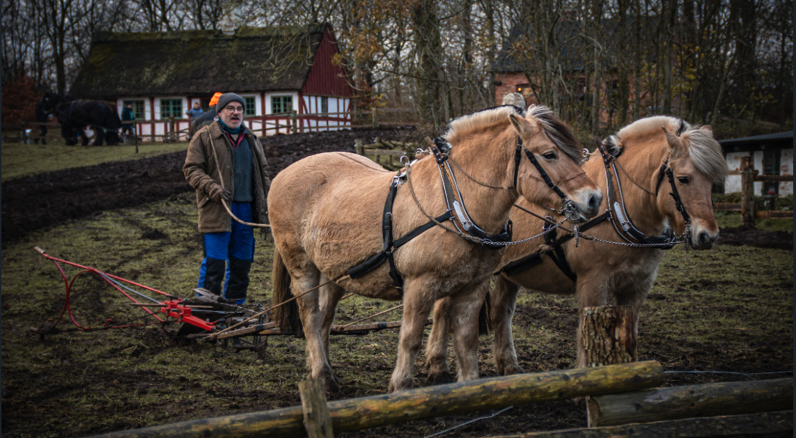 Markarbejde som i gamle dage: Laug oplæres i pløjning med hest på Hjerl Hede