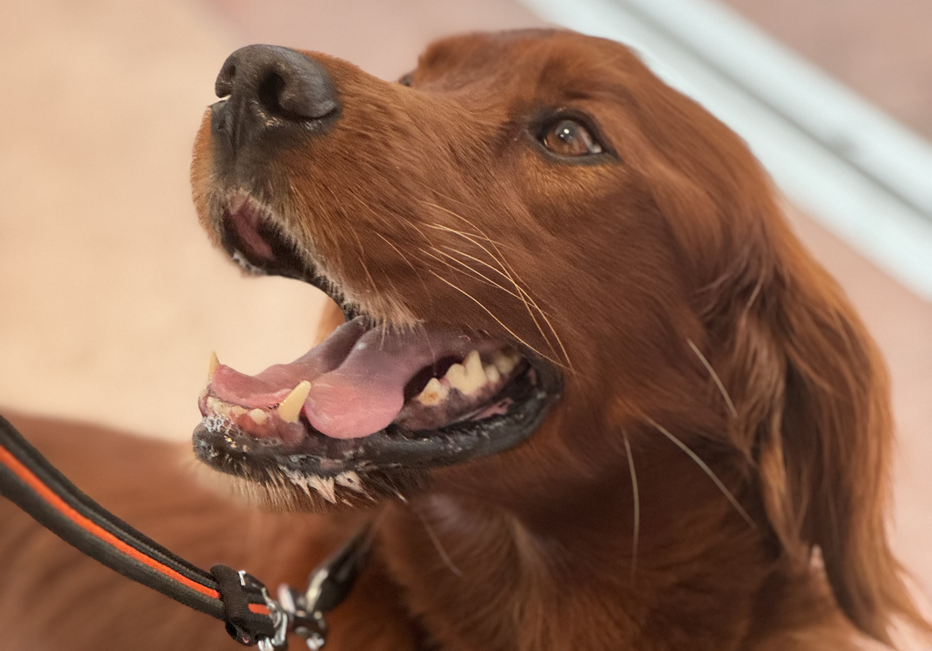 22 nye besøgshunde bestod optagelsesprøven i Sabro ved Aarhus 