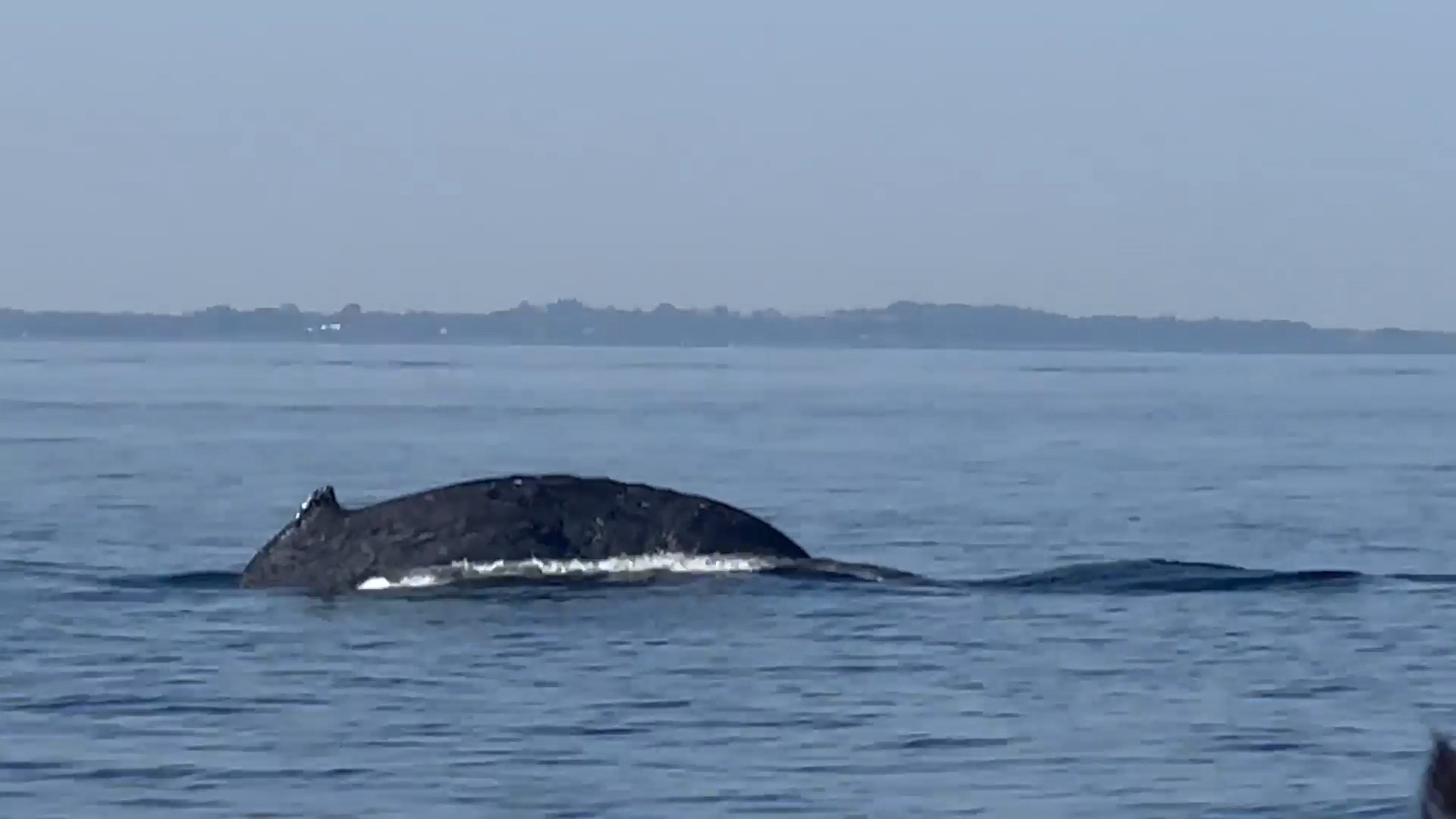 Oplev Øresundsakvariet efter mørkets frembrud