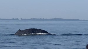 Oplev Øresundsakvariet efter mørkets frembrud