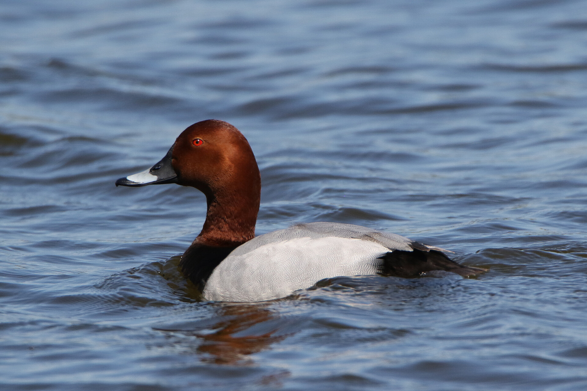 Oplev fuglelivet ved Gundsømagle Sø