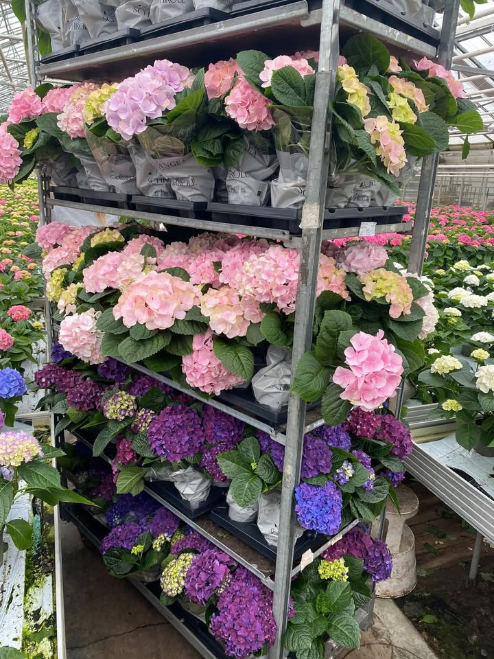 Løvbjerg Frederikshavn tilbyder dugfriske Hortensia til lavpris