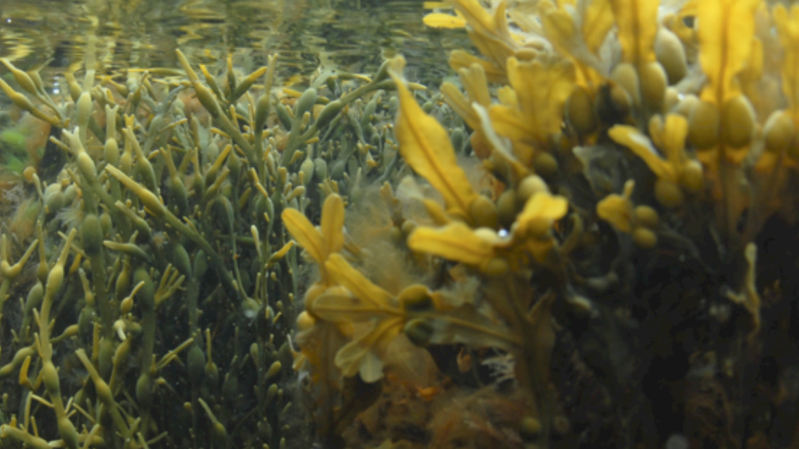 Foredrag: Tang - livestreames fra Aarhus Universitet