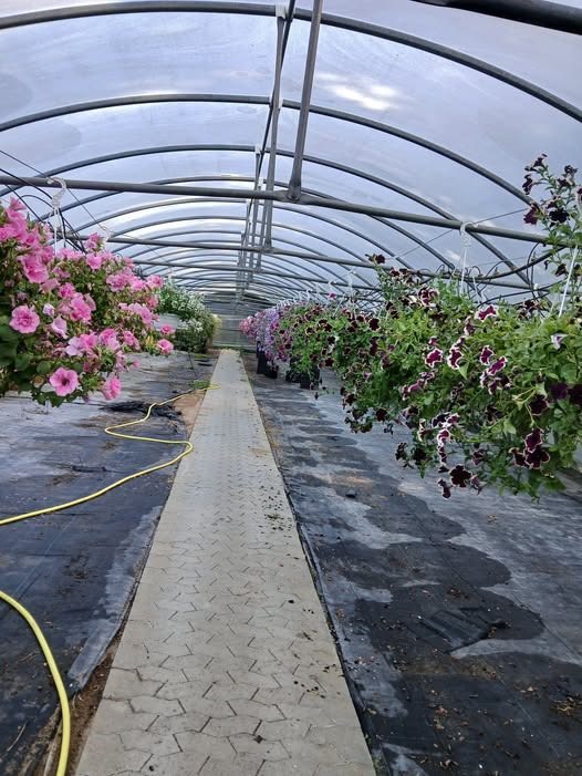 GARTNERIET KORSHØJ har flyttet næsten alle petunia-ampler til drivhuset tættest på skoven