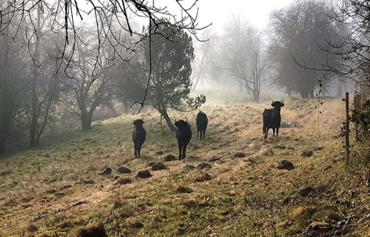 Bedre biodiversitet med kvæg