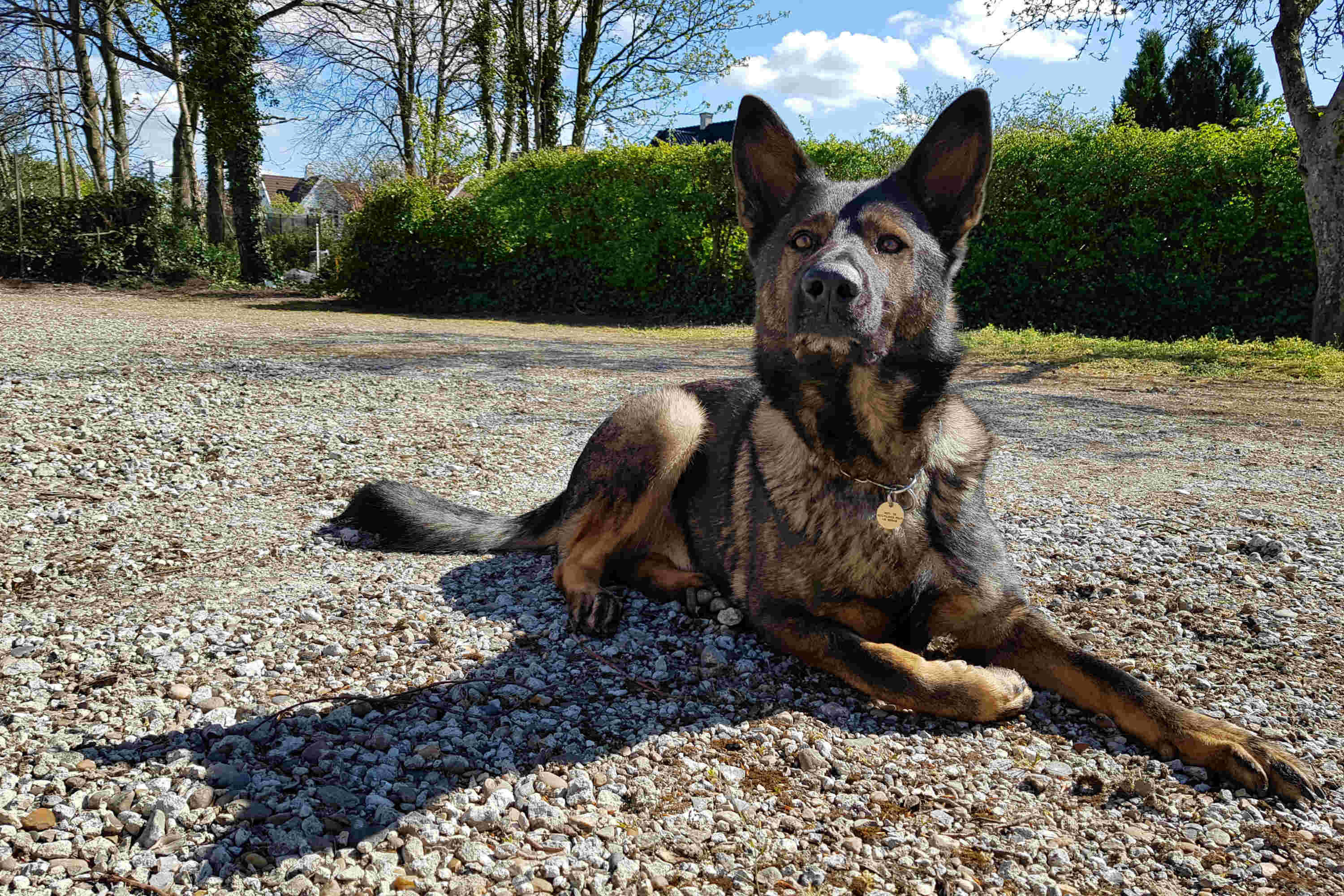 Politihunde flytter ind hos lokalpolitiet i Skive