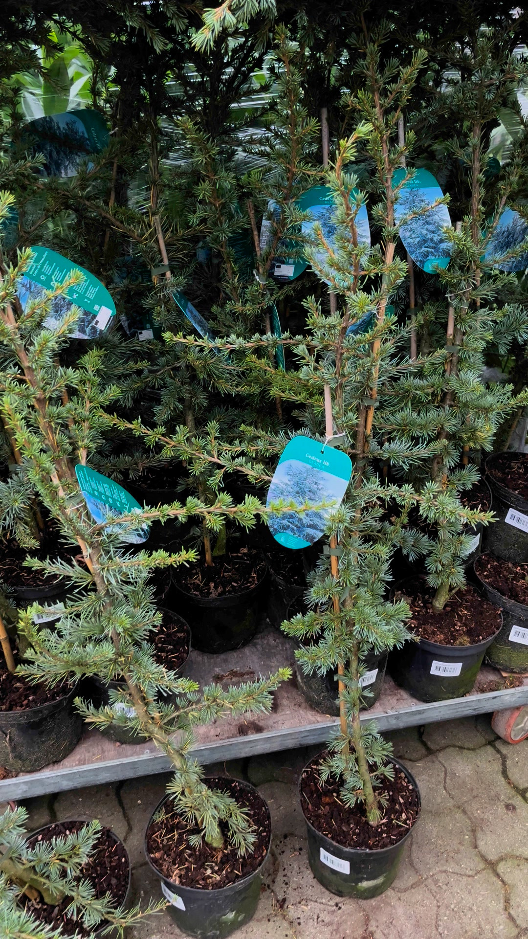 Midtjysk blomstermarked tilbyder cedertræer til halv pris