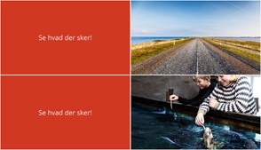 Oplev Vintervandring og Hajfodring i Thyborøn denne Weekend
