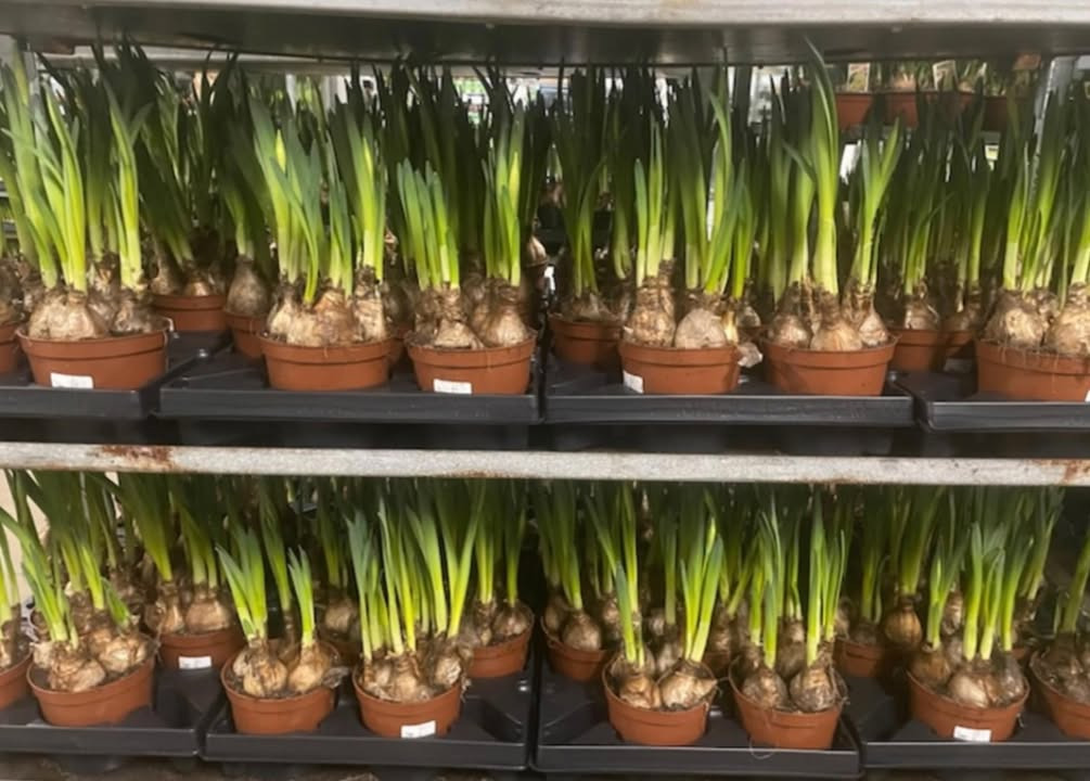 Tilbudsdag på Carlton påskeliljer hos MENY Gl. Skagensvej