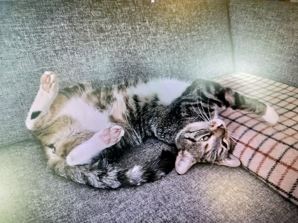 Dyrlæge Center Vest søger nyt hjem til katten Lucky