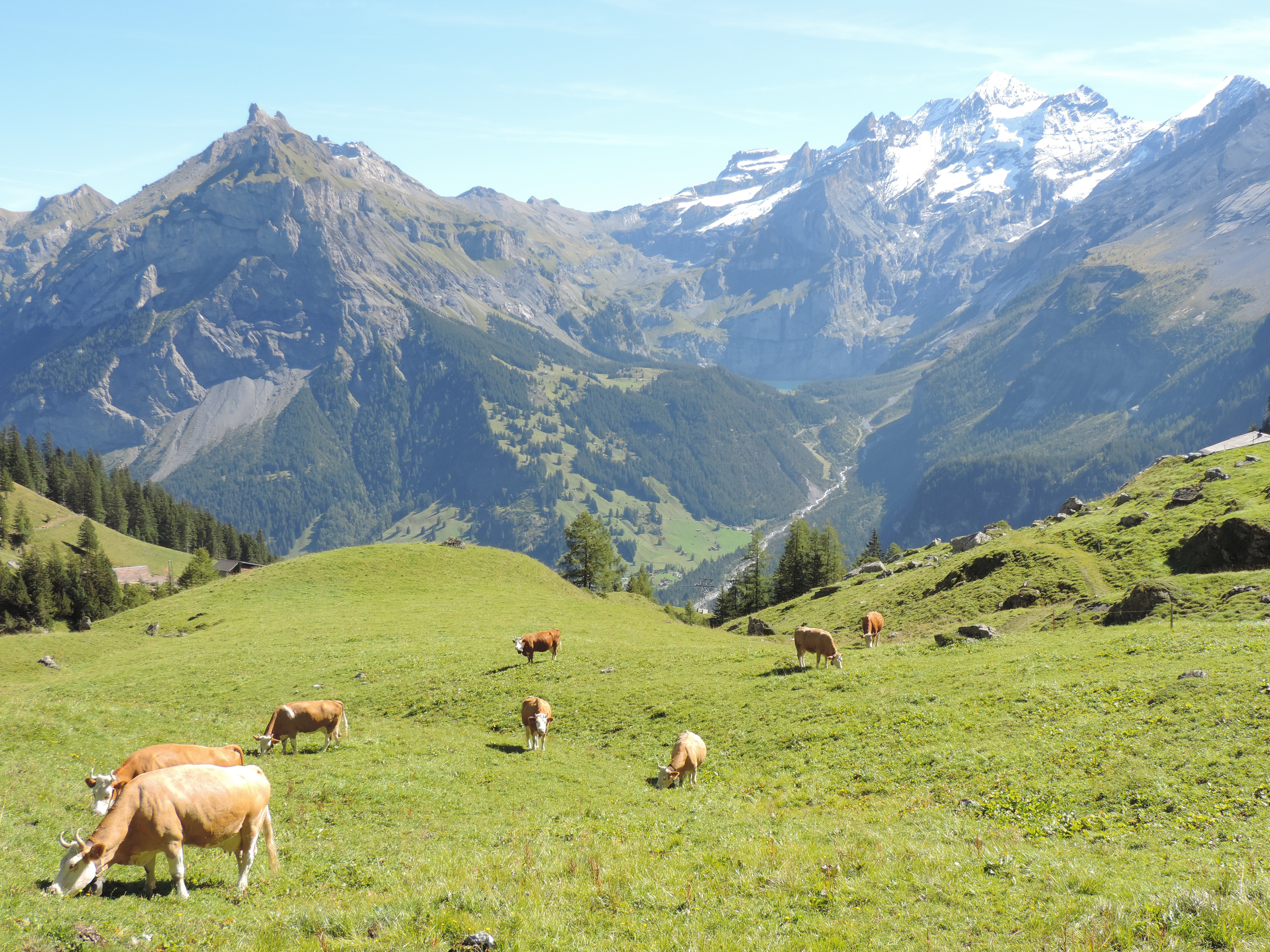 Inspiration fra Schweiz: Kan dansk landbrug lære af schweiziske metoder?