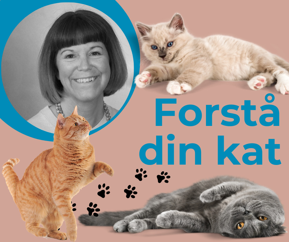 Gratis katteforedrag 'Forstå din kat' 