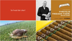 Oplev Varde denne weekend: Musik, kunst og vinsmagning