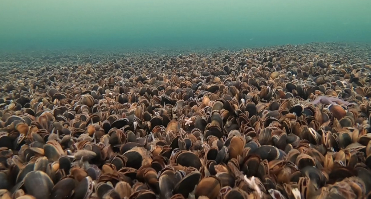 Nytårskur i Kulturkasernen: Naturpark Lillebælt ser fremad