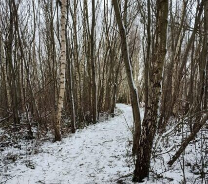 Vintervandring i Slagelse: Oplev skoven i sneklædte omgivelser