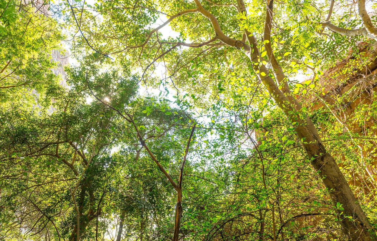 Kjellerup Bibliotek: Livestreaming om fremtidens natur