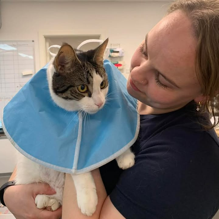 Katten Billy gennemgik succesfuld operation på Vodskov Dyreklinik efter dramatisk hjemkomst